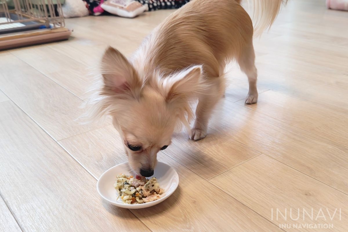 タミーレシピ　サーモンおからパスタを食べる愛犬